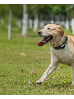 3 GPS Pet Tracker