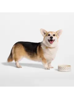 Dog Bowl in Monogram Dune